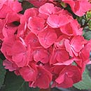 Bigleaf HydrangeaCityline™ Paris